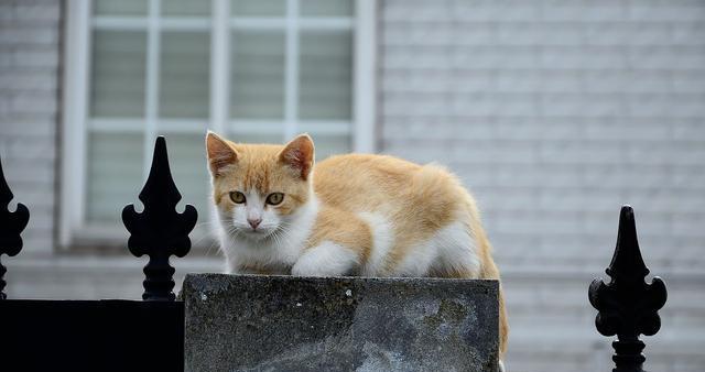 如何让走丢的猫咪找到回家的路（掌握以下15个技巧）