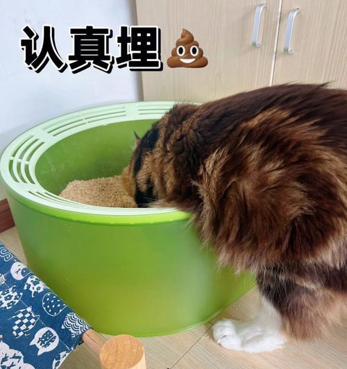 猫咪为何坐猫砂盆却不拉（揭秘猫咪的神秘行为）