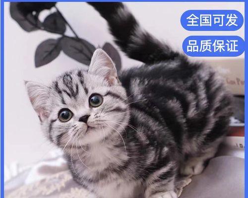 美短小猫的毛长到多久（探究美短小猫毛发的生长周期及保养方法）