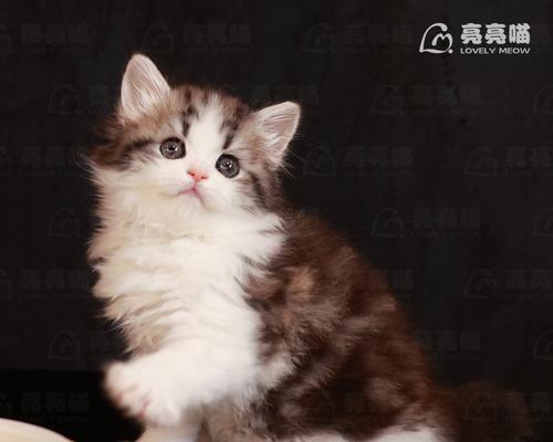 美短小猫颜色深，外表独特（以深色为主的美短小猫）