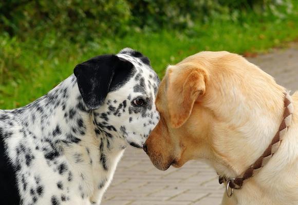 如何照顾母狗生产后的幼犬（掌握关键时期的饲养技巧）