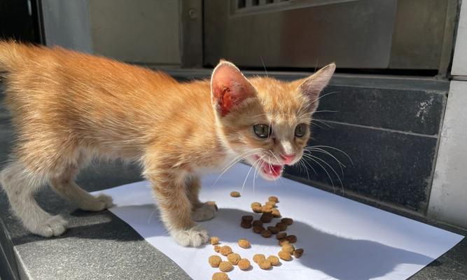 宠物母猫生完后如何补充营养（补充什么营养最好）