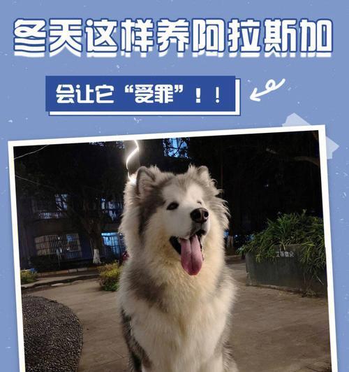 南方阿拉斯加犬的适应能力与保暖措施（探究南方阿拉斯加犬对冷的耐受度及提供宠物舒适的温暖方法）