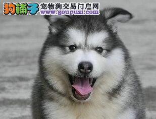 阿拉斯加犬（了解阿拉斯加犬的起源）