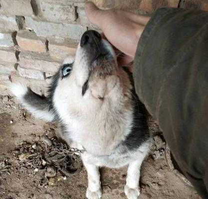 从农村看门犬到哈士奇宠物（一只哈士奇的故事）