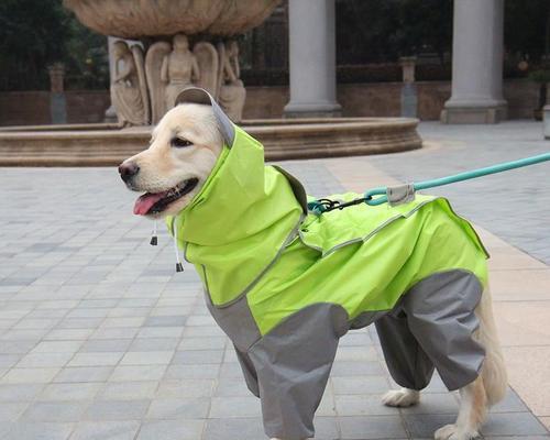 农村饲养宠物犬之金毛和哈士奇的优缺点比较（农村适合养金毛还是哈士奇）