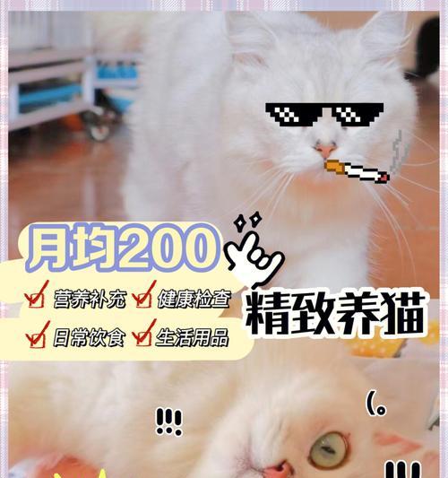 女人养猫的意义与价值（宠物的陪伴）