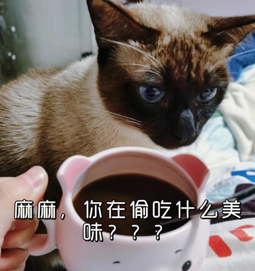 小猫能否喝蜂蜜水（探讨宠物小猫的饮食习惯和蜂蜜水的适用性）