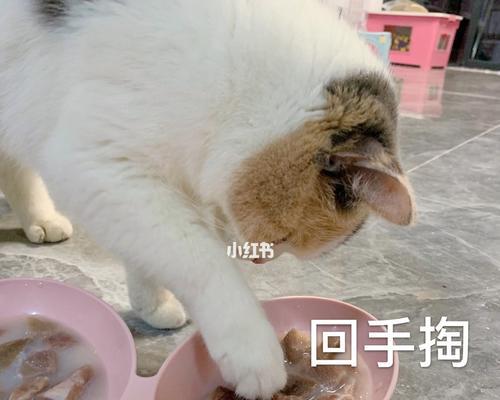 小猫可以喝酸奶吗（宠物饮食中的酸奶是安全的吗）