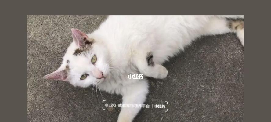 小猫找家记（一只流浪猫的奇幻之旅）