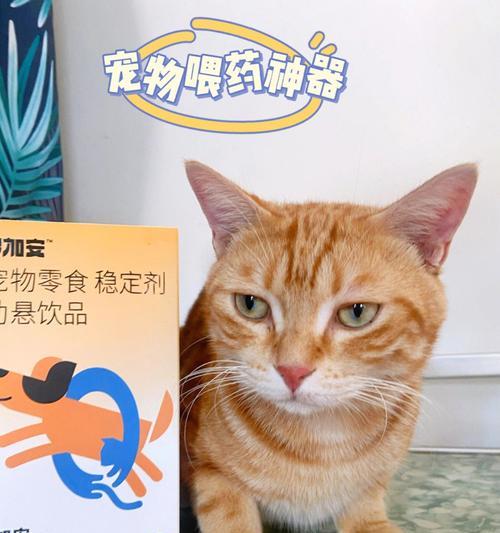 小猫呕吐后如何处理（药物治疗与饮食调整）