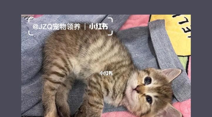 如何判断宠物小猫的排便是否正常（了解小猫的排便习惯）