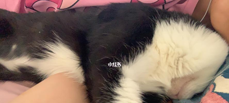 小猫腹水（从宠物的角度出发）