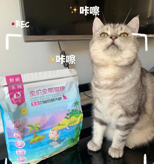 宠物小猫频繁喝水软便，该如何解决（小猫肠胃不适）