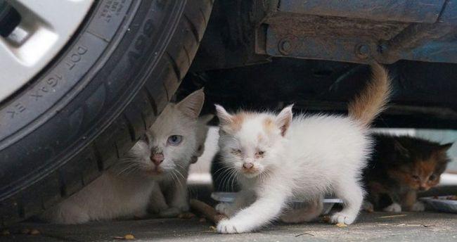 如何应对小猫欺负大猫（以宠物为主）