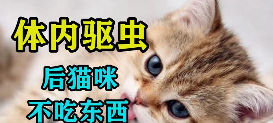 小猫驱虫后多久可以洗澡（探究宠物小猫驱虫后洗澡的正确时间）