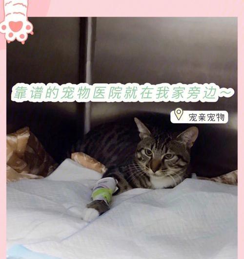 带宠物去医院检查需注意的事项（以小猫为例）