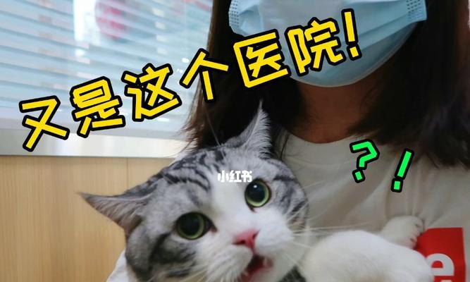 带宠物去医院检查需注意的事项（以小猫为例）