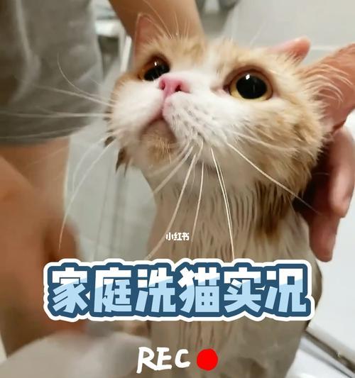 小猫如何洗澡（爱宠的清洁小技巧）