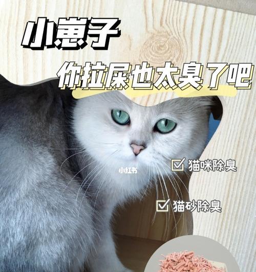 宠物小猫三天没拉屎怎么办（解决宠物小猫便秘的方法和注意事项）