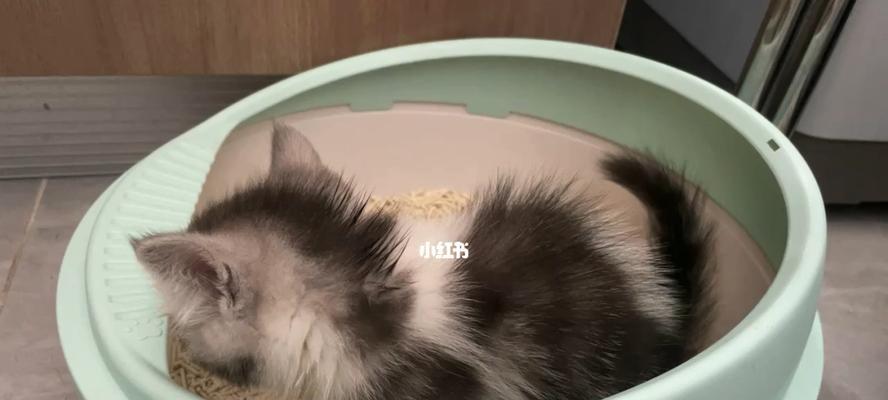 如何教宠物猫排便（小猫成长必备技能）