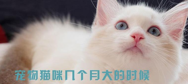 小猫最爱的猫粮品牌剖析（以宠物为主）