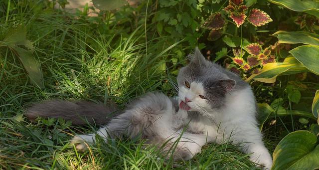 小猫何时吃草（了解猫咪的饮食需求）