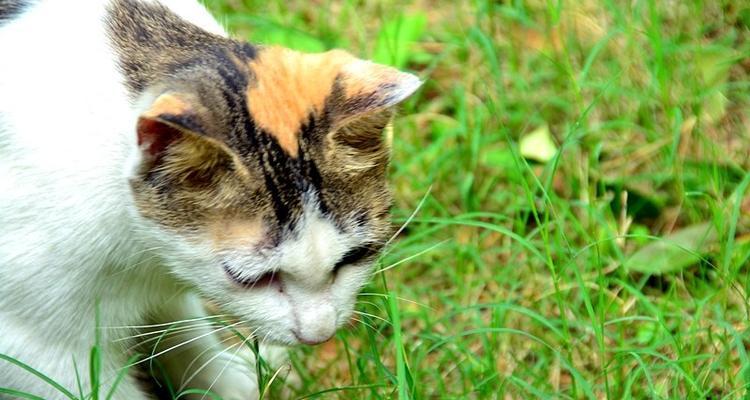 小猫何时吃草（了解猫咪的饮食需求）