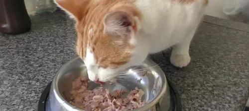 小猫何时开始吃猫粮（宠物主人必看）