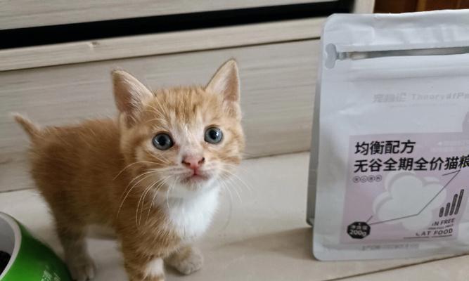 小猫何时开始吃猫粮（宠物主人必看）