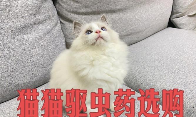 宠物小猫何时需要进行驱虫（了解小猫驱虫的重要性及注意事项）