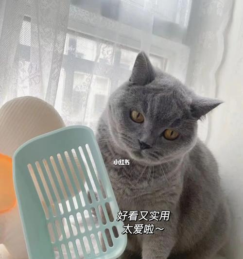 小猫学习猫砂的正确方法（从宠物角度出发）