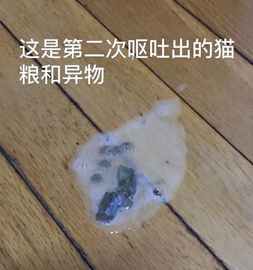 小猫塑料泡沫屑的危害与处理（以宠物为例）