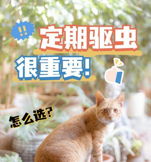 如何给宠物猫进行体外驱虫（掌握正确方法）