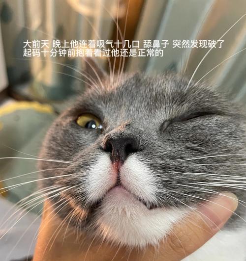 小猫舔我脸的意义（探索宠物舔人脸行为的心理和生理机制）