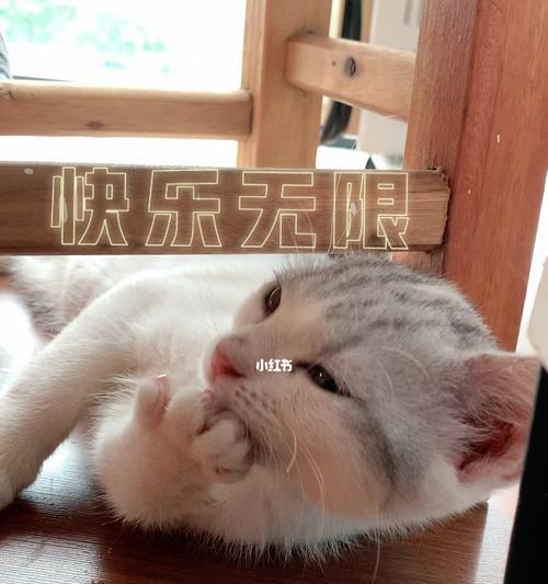 小猫的优雅舔爪子姿势（揭秘宠物猫喜欢舔爪子的原因）