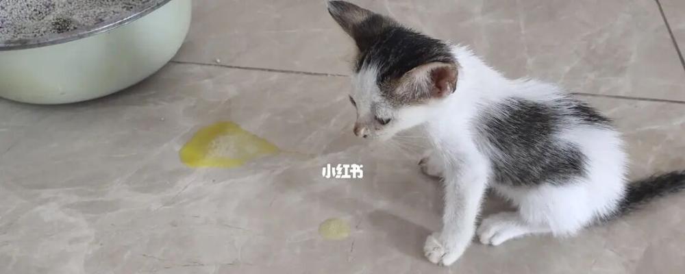 小猫吐了刚刚喝的，原因和应对方法（关注宠物健康）