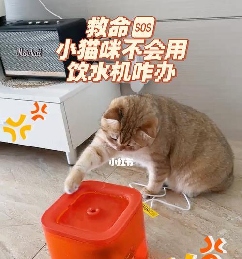 宠物小猫身体不适怎么办（小猫吐水拉稀）