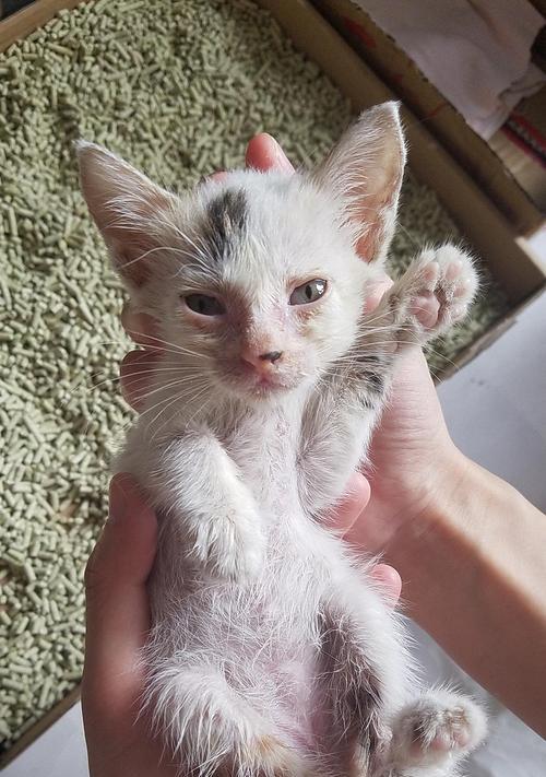 小猫脱肛的原因和处理方法（宠物饮食和生活习惯对小猫脱肛的影响）