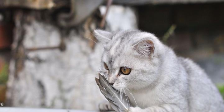 宠物小猫脱水救治指南（如何预防和治疗小猫的脱水情况）