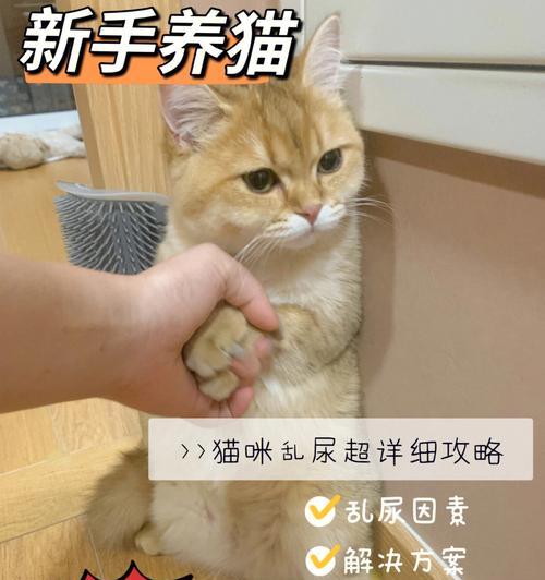 小猫乱拉尿的原因分析（探寻宠物小猫尿失禁的真相）