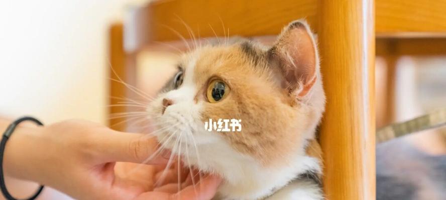 小猫为何一直给自己洗脸（揭秘宠物猫的自洁习惯及原因）