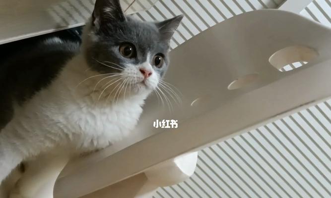 小猫为什么这么调皮（探究宠物的行为心理和训练方法）