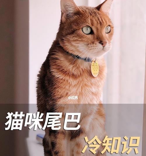 当心（小猫尾巴受伤的原因和预防方法）