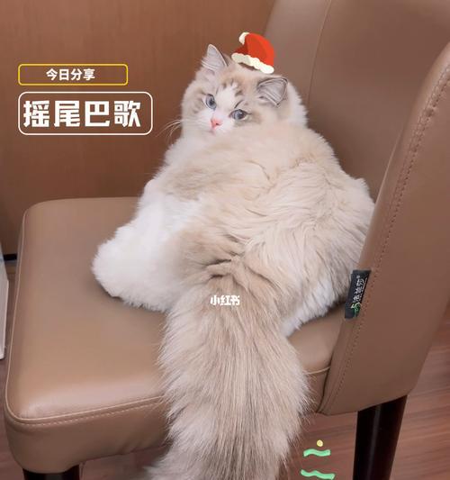 小猫尾巴脱落的原因和应对方法（宠物养护必知）