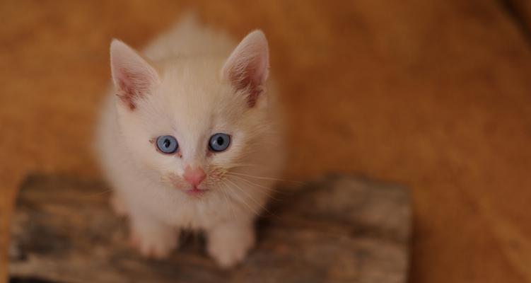 小猫尾巴的奥秘（探索宠物小猫尾巴的特征与功能）