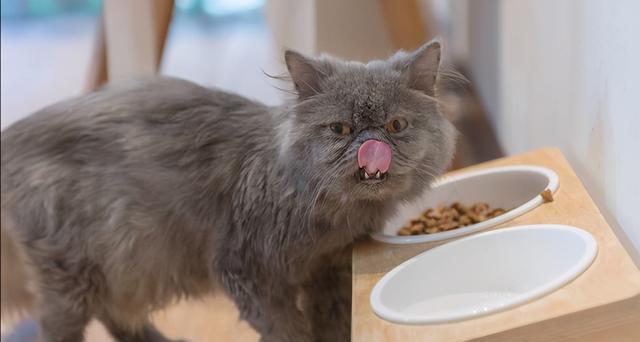 宠物小猫的喜好大揭秘（从饮食到玩具）