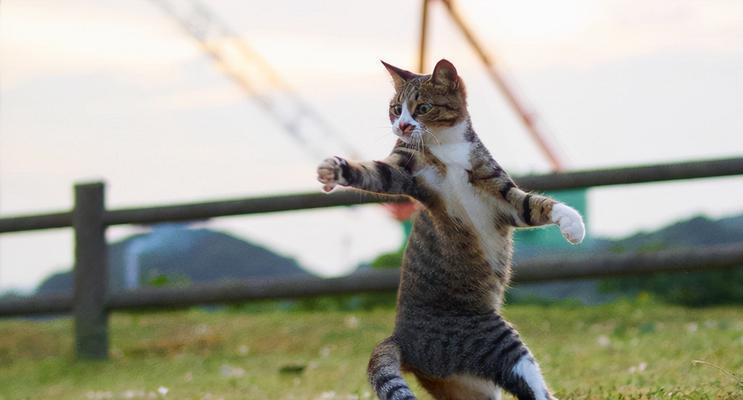 背后出击——小猫的偷袭战术（揭秘宠物猫的玩耍习惯）