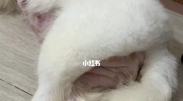 宠物猫为什么喜欢闻主人屁股（探秘猫咪闻屁股的真相与原因）