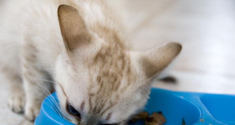 小猫嗜吃零食胜过猫粮，如何让它们健康饮食（以宠物为主）